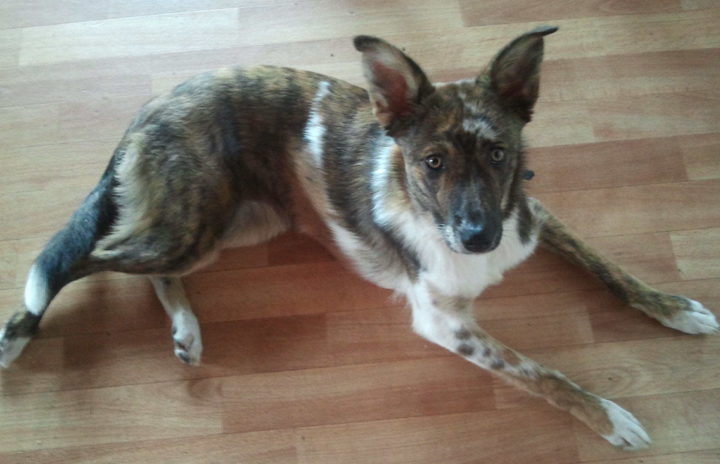 Moya (Australian Shepherd, Hollandse Herdershond) Australian Shepherd Hollandse Herdershond 